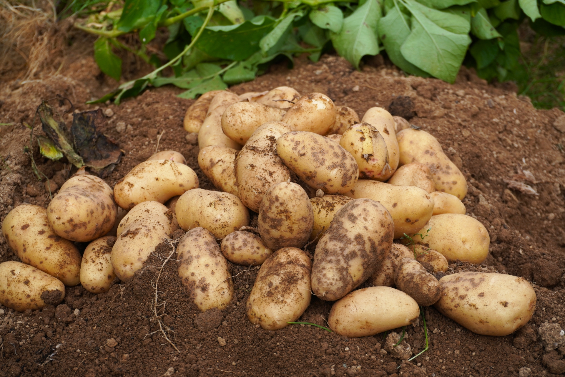 [馬鈴薯の収穫風景]