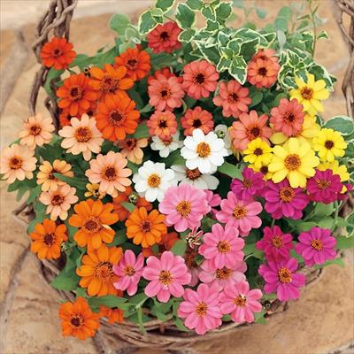 花の種子イメージ 3