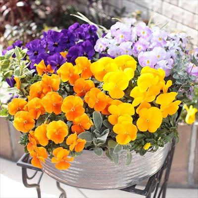 花のイメージ画像 1